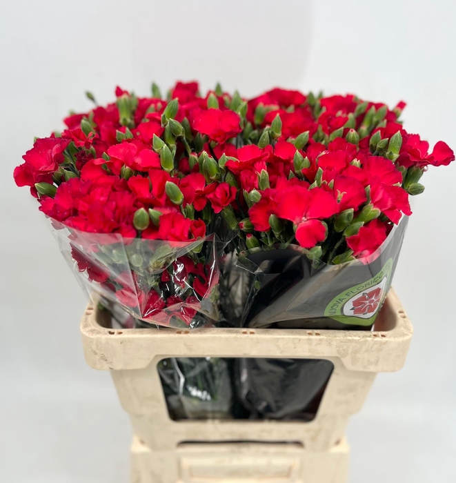 <h4>Dianthus Sp Solomio Ruby</h4>