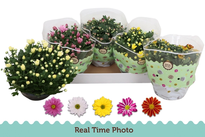 <h4>CHRYS GEM 5 KL</h4>