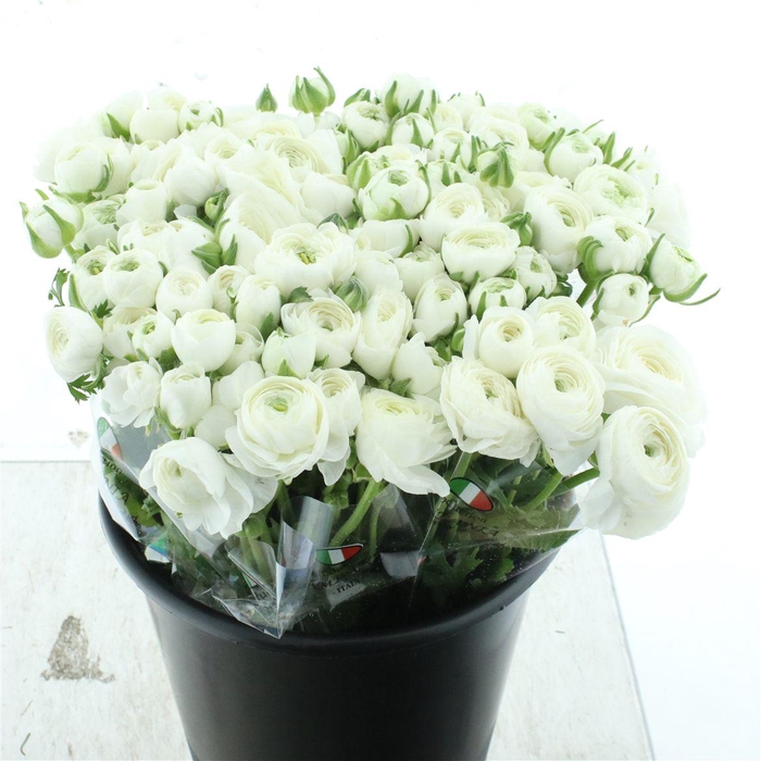 <h4>Ran El White</h4>