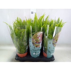 Nephrolepis exal. 'Green Lady'
