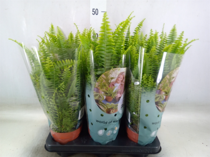 <h4>Nephrolepis exal. 'Green Lady'</h4>