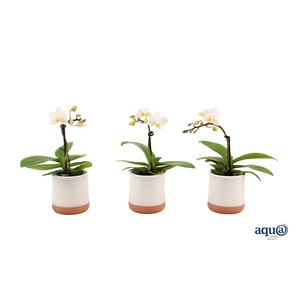 Valencia Wit Tiny Dolls Wit 1T7+ aqu@