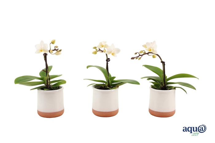 <h4>Valencia Wit Tiny Dolls Wit 1T7+ aqu@</h4>