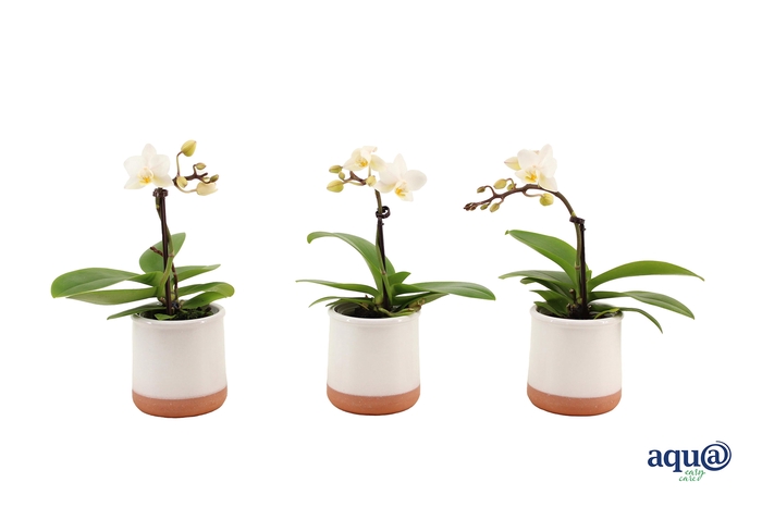 <h4>Valencia Wit Tiny Dolls Wit 1T7+ aqu@</h4>