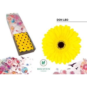Gerbera Don Leo