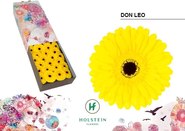 <h4>Gerbera Don Leo</h4>