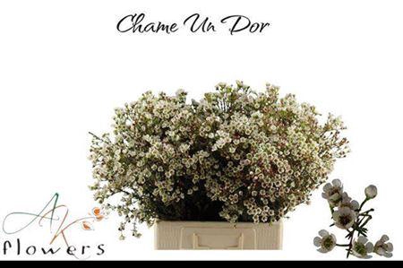 <h4>Chame Un Dor</h4>