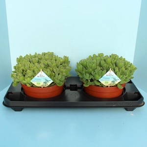 Bio Cotyledon tomentosa subsp.ladysmithiensis 625-COTY20