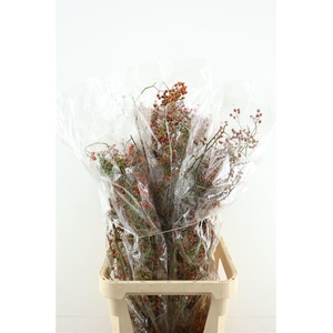 Rosa Corallo 100cm