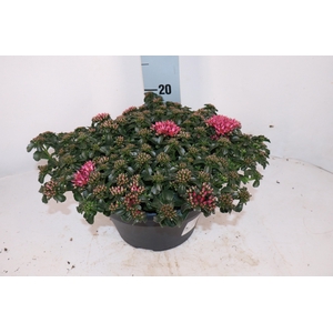 SEDUM SPU SPOT D ROS