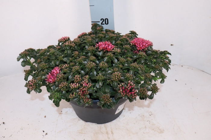 <h4>SEDUM SPU SPOT D ROS</h4>