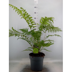 Dicksonia antarctica