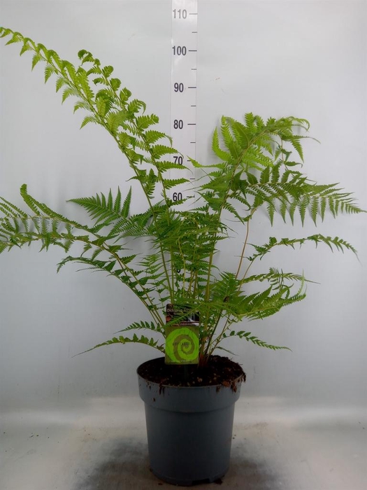 <h4>Dicksonia antarctica</h4>