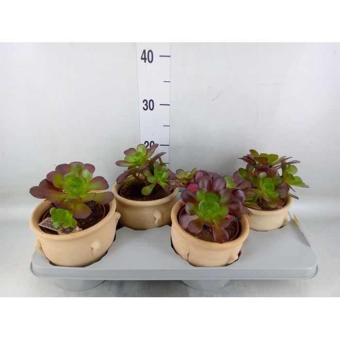 <h4>Aeonium arboreum 'Velours'</h4>