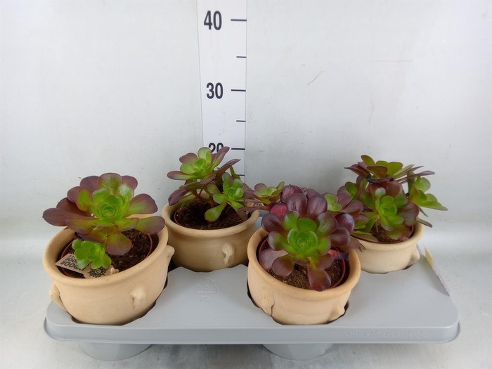 Aeonium arboreum 'Velours'