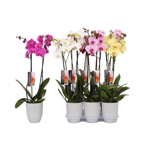 Phalaenopsis mix, 2-spike Grey Ceramics