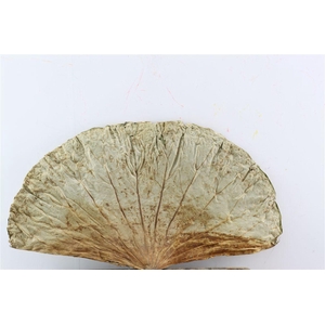 Deco Basic Lotus Leaf Large 10pc