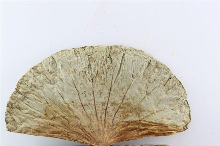 <h4>Deco Basic Lotus Leaf Large 10pc</h4>