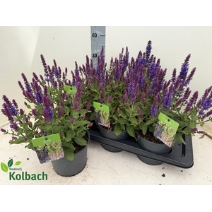 SALVIA NE SE DP BLUE