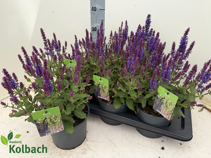 <h4>SALVIA NE SE DP BLUE</h4>