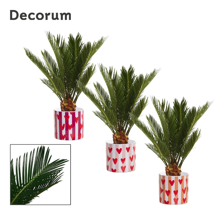 <h4>Cycas revoluta 12 cm, 6+ veren in Noura (Bubblicious-collection)</h4>