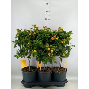 Lantana camara 'Simon Orange'