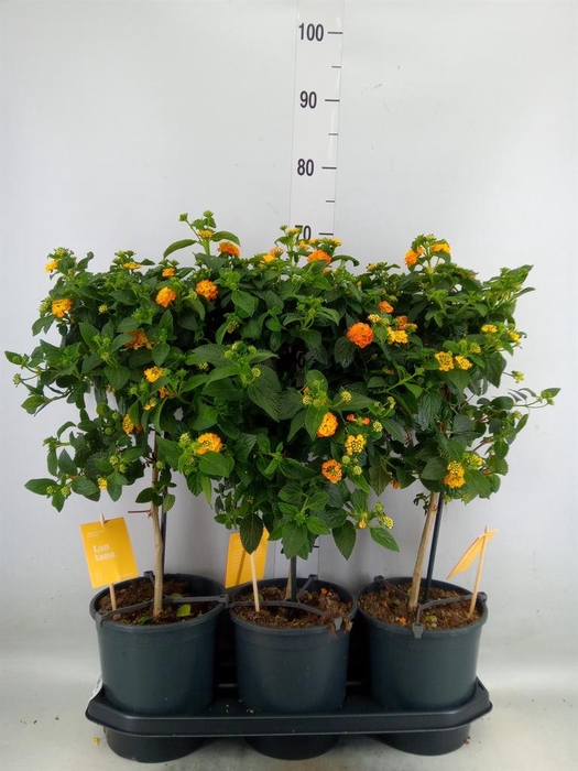 <h4>Lantana camara 'Simon Orange'</h4>