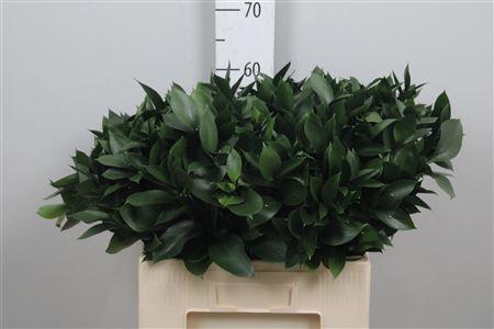 <h4>Ruscus Hypophyllum</h4>