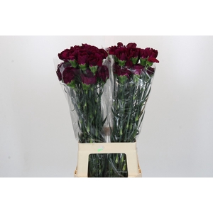 Dianthus St Purple Damascus