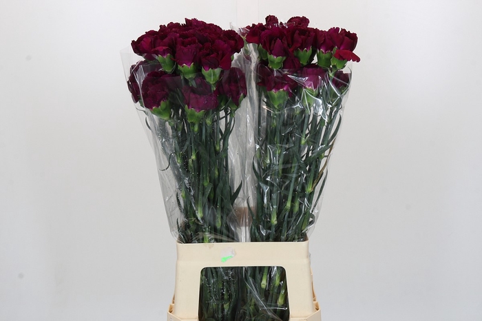 Dianthus St Purple Damascus