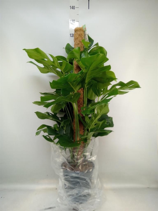 <h4>Monstera pertusum</h4>