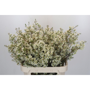 Chamelaucium Ivory Pearl
