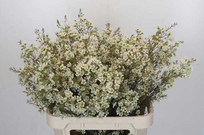 <h4>Chamelaucium Ivory Pearl</h4>
