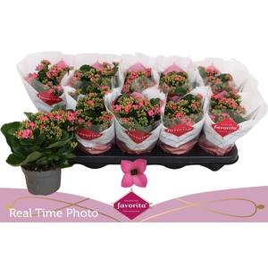 KAL EN BEL ROSA PINK