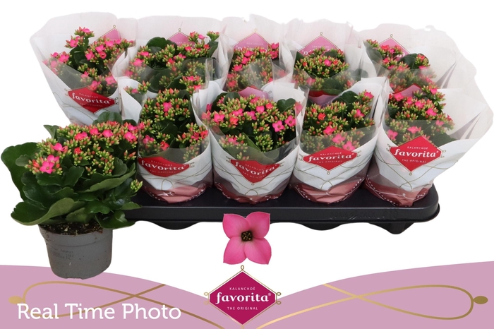 <h4>KAL EN BEL ROSA PINK</h4>