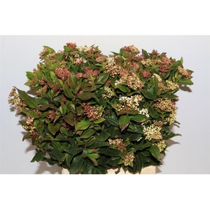 Viburnum Blooming White P Bunch