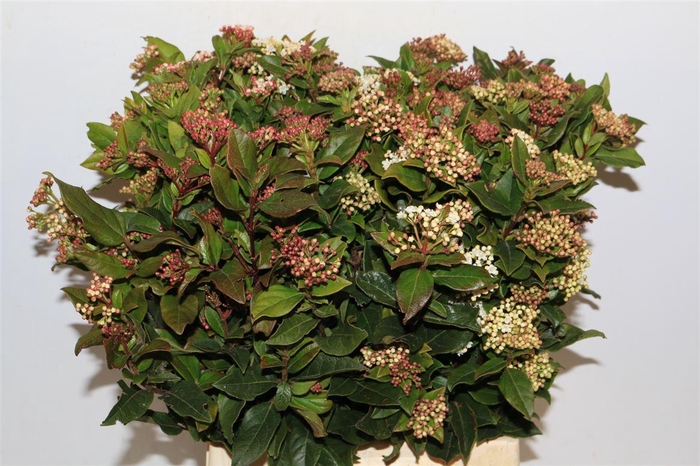 <h4>Viburnum Blooming White P Bunch</h4>