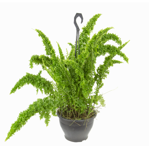 SAMAMBAIA ESMERALDA C21