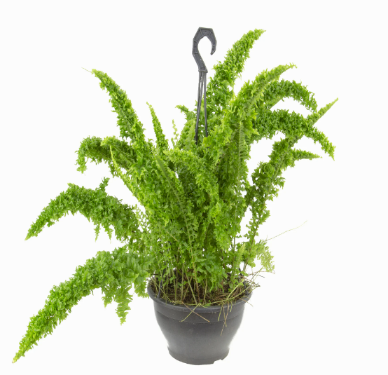 <h4>SAMAMBAIA ESMERALDA C21</h4>