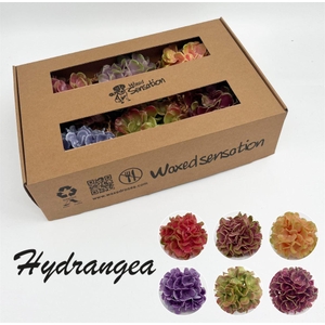 Zijde Wax-Hydrangea Hydr Wax zijde Mix 6 Kl