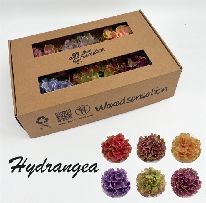 <h4>Zijde Wax-Hydrangea Hydr Wax zijde Mix 6 Kl</h4>