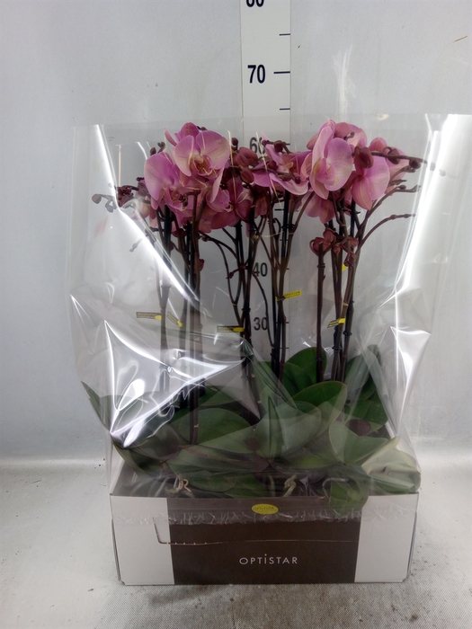 <h4>Phalaenopsis   ...rose</h4>