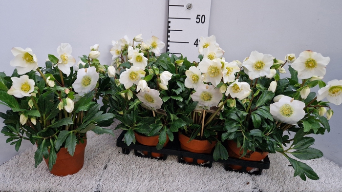 <h4>HELL NI WINTERSUN</h4>