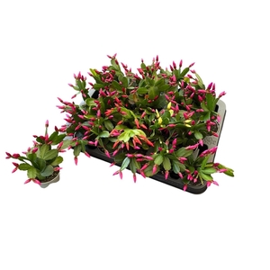 Rhipsalidopsis gemengd 4 kleuren