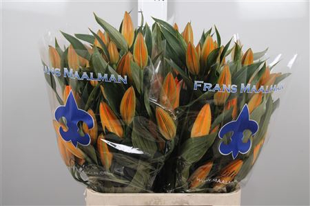 <h4>Li Or Oranje</h4>