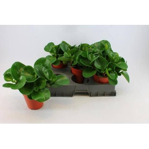 PEP OBT GREEN GOLD P15