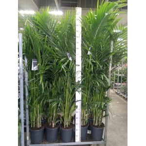 Howea forsteriana