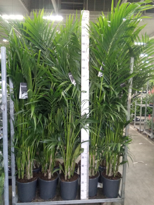 <h4>Howea forsteriana</h4>
