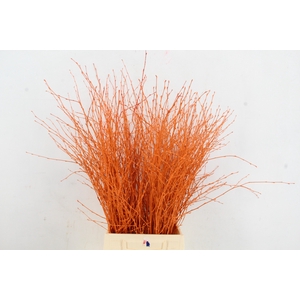 Betula Bs Paint Orange
