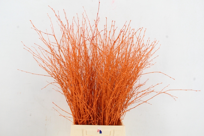 <h4>Betula Bs Paint Orange</h4>